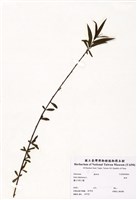 藏品(垂柳)的圖片